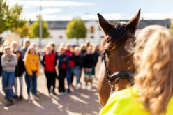 Grönt-kort-kurs med Kungälvs Hästsportklubb